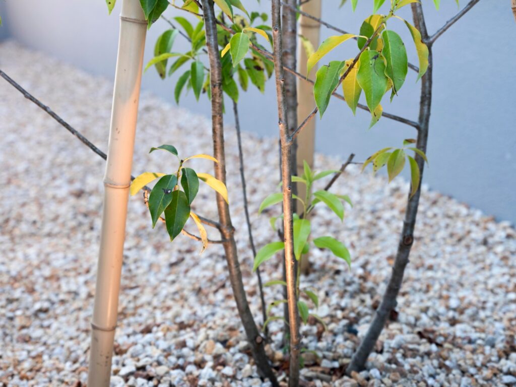 HIGH(quality)×LOW(cost)の家