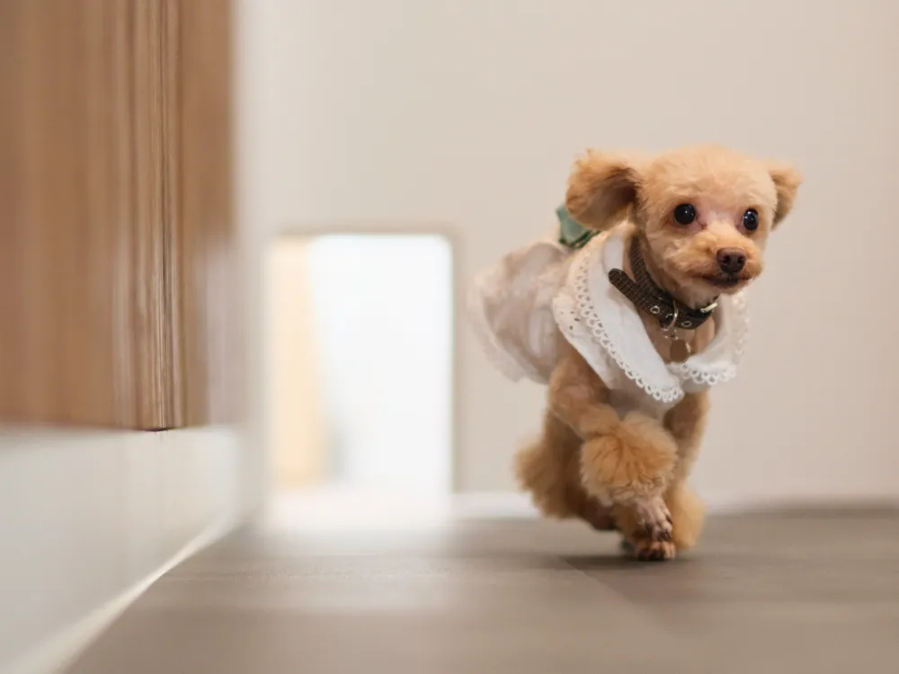 ワンちゃんと一緒に見学OK◎